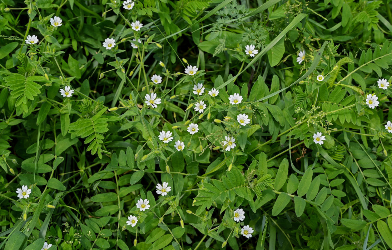 Image of Cerastium nemorale specimen.