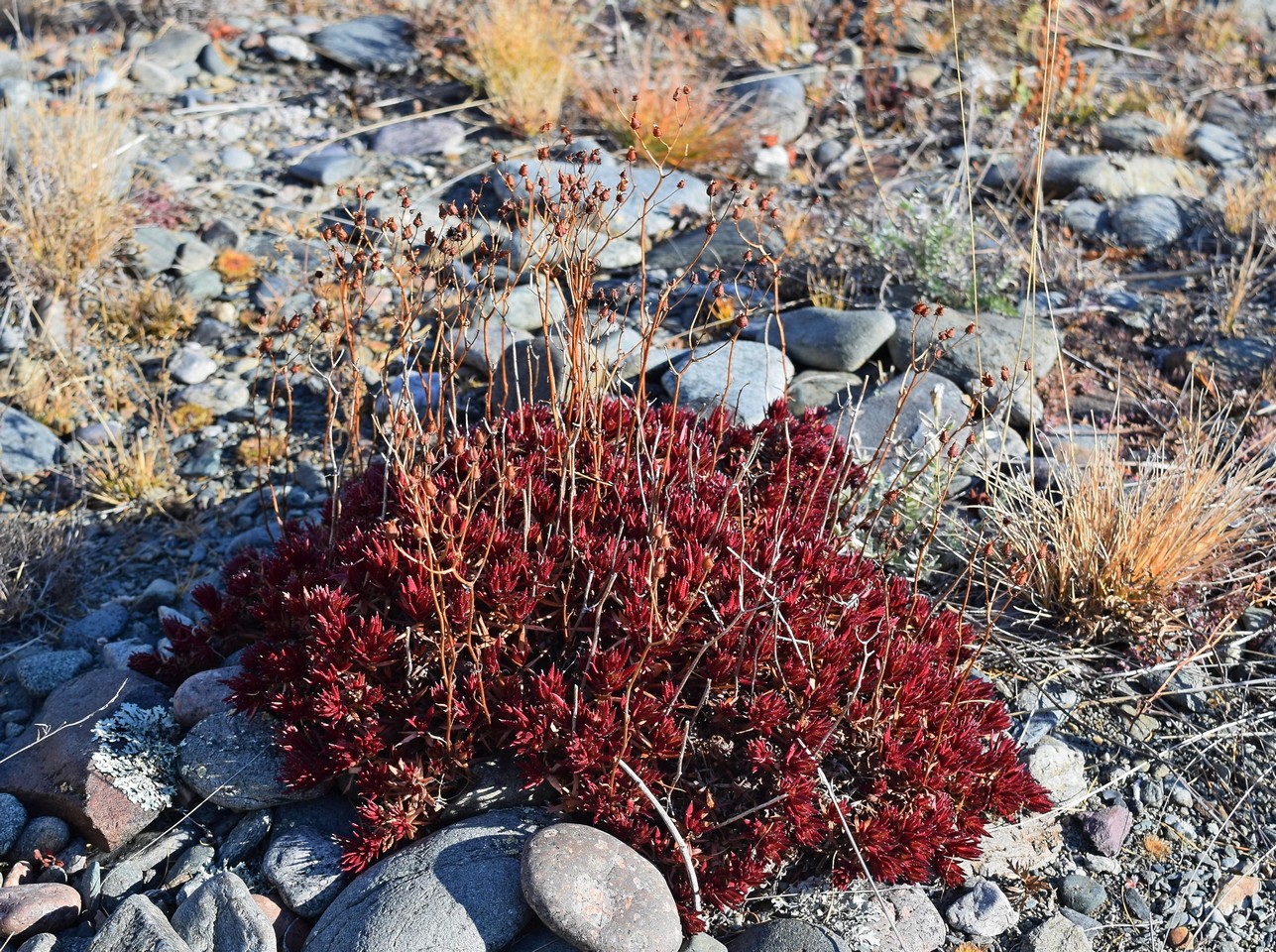 Изображение особи род Saxifraga.