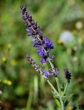 Salvia nemorosa. Соцветие. Дагестан, Кумторкалинский р-н, долина р. Шураозень, луг. 30.04.2022.