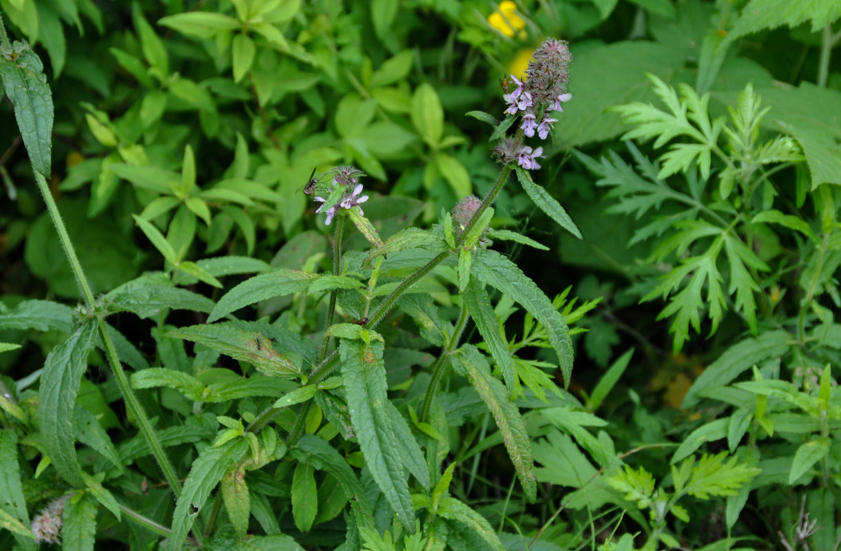 Изображение особи Stachys aspera.