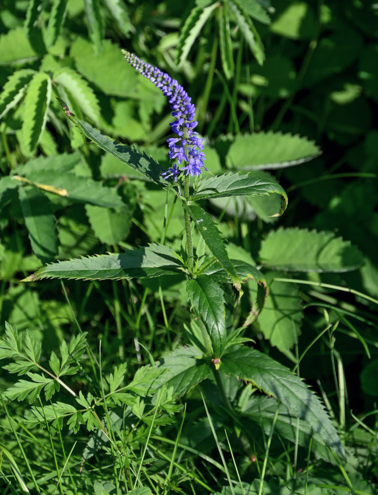 Image of Veronica longifolia specimen.