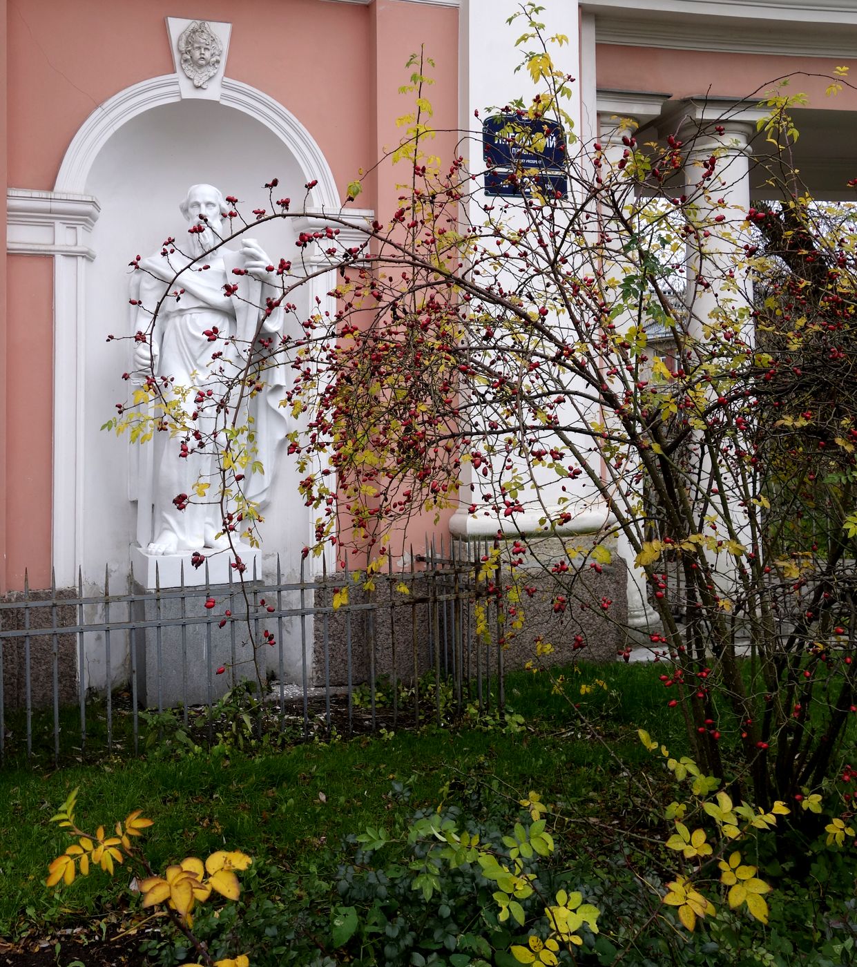 Изображение особи род Rosa.