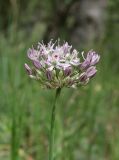 Allium quercetorum. Соцветие. Крым, Карадагский заповедник, гора Святая, СВ склон, ясенево-дубовый лес. 24 апреля 2024 г.