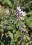 Vicia sepium