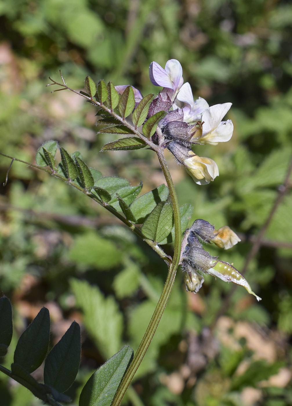 Изображение особи Vicia sepium.