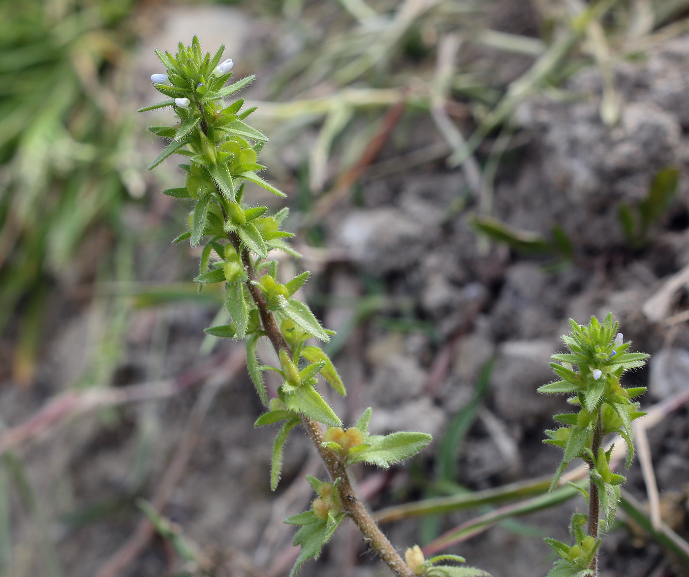 Image of Veronica verna specimen.