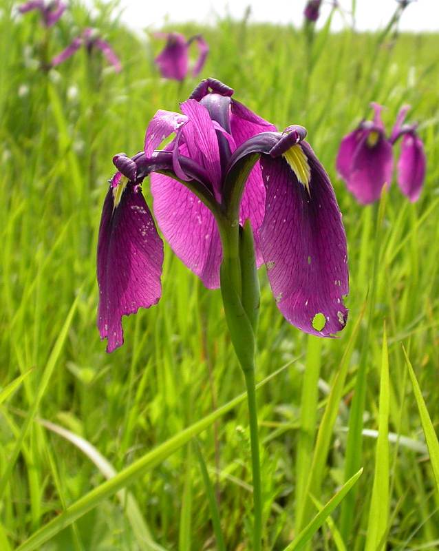 Image of Iris ensata specimen.