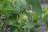 Lonicera edulis. Часть побега с соцветиями. ХМАО - Югра, г. Сургут, Сургутский ботанический сад. 11.06.2024.