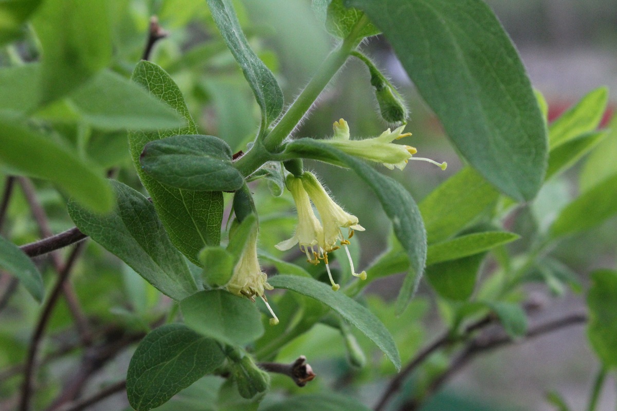 Image of Lonicera edulis specimen.