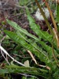 Taraxacum nivale