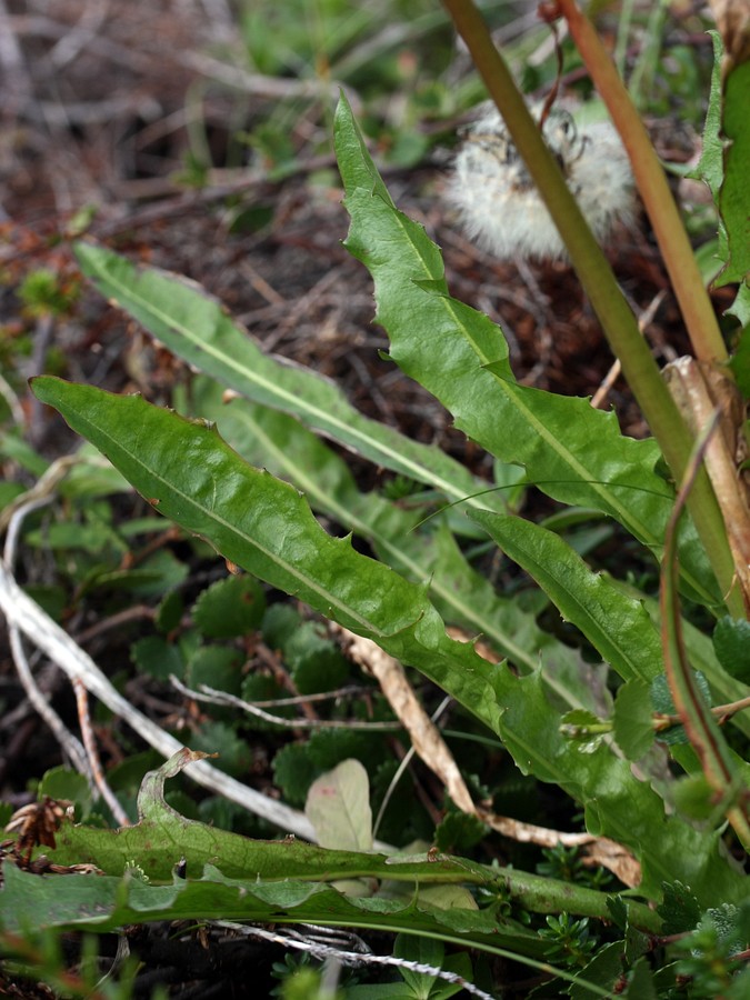 Image of Taraxacum nivale specimen.