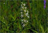 Platanthera bifolia