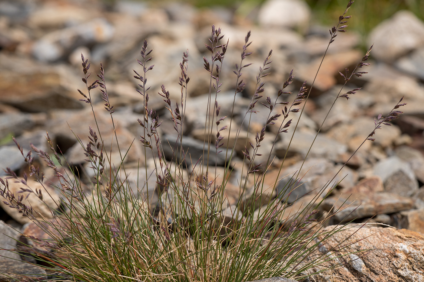 Image of Festuca tzvelevii specimen.