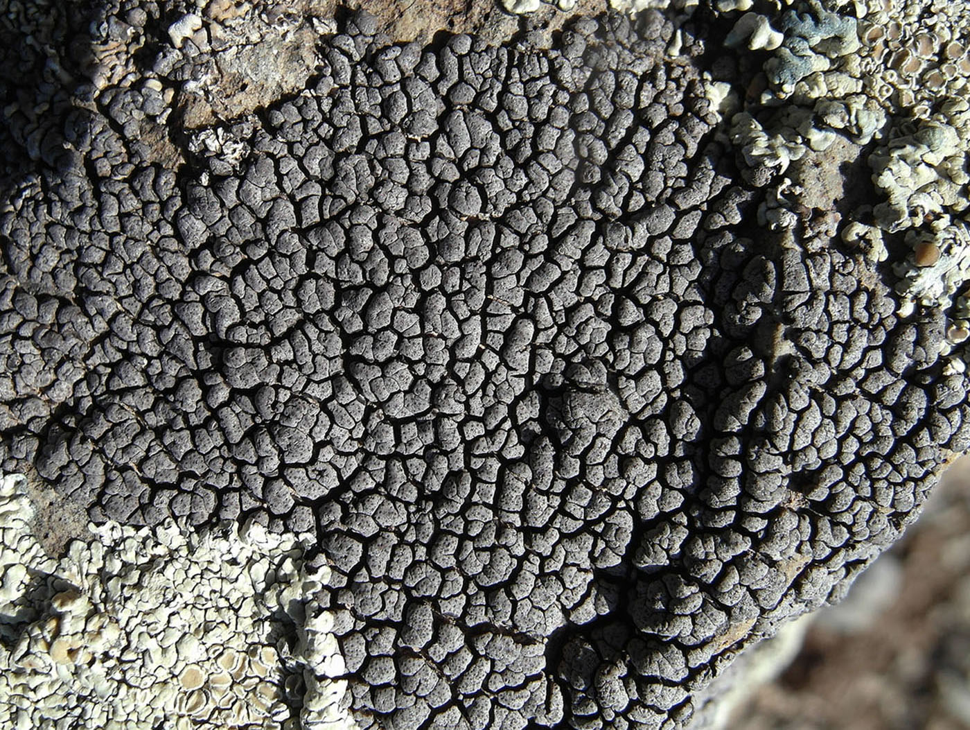 Image of Placopyrenium caeruleopulvinum specimen.