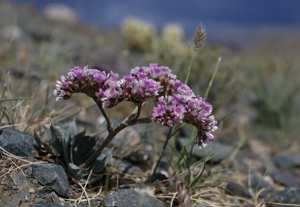 Image of Goniolimon speciosum specimen.