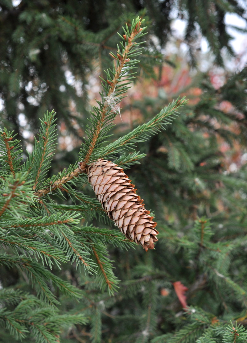 Image of Picea obovata specimen.