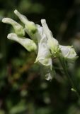 Aconitum lasiostomum