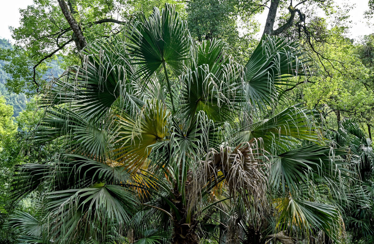 Image of Livistona chinensis specimen.