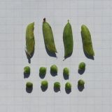 Vicia cracca
