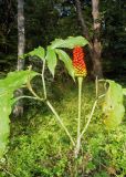 Arisaema peninsulae. Верхушка плодоносящего растения. Южное Приморье, Чёрные горы, заповедник \"Кедровая падь\". 16.09.2006.