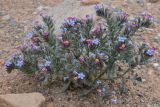 Arnebia obovata