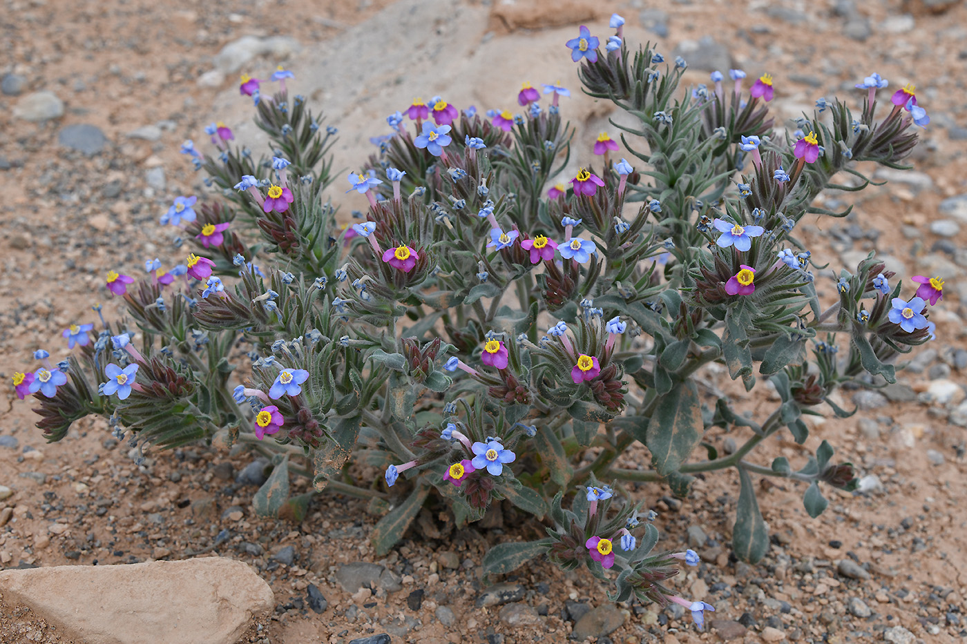 Изображение особи Arnebia obovata.