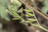 Image of taxon representative. Author is Максим Гуляев