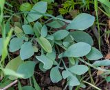 genus Corydalis