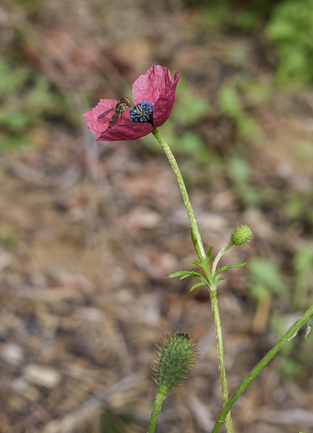 Изображение особи Papaver hybridum.
