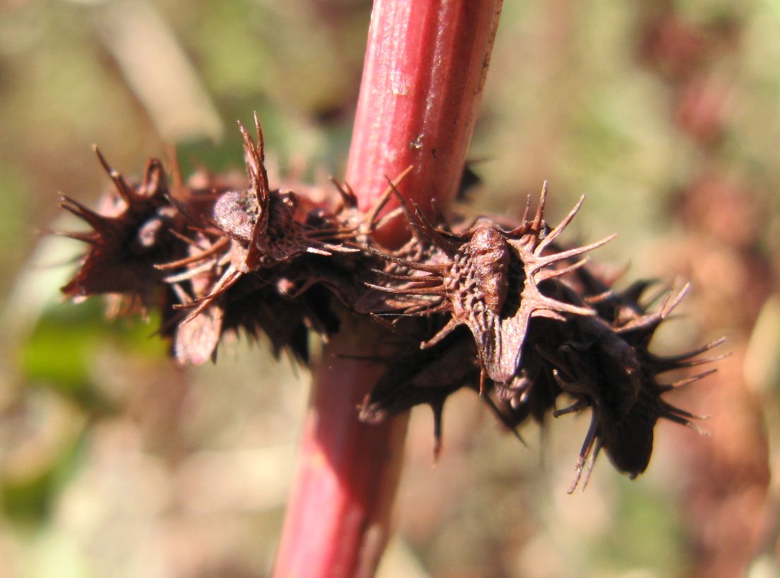 Изображение особи Rumex halacsyi.
