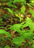 Cypripedium calceolus. Цветущие растения. Приморский край, г. Владивосток, ООПТ БСИ ДВО РАН, в дубовом лесу. 20.05.2025.