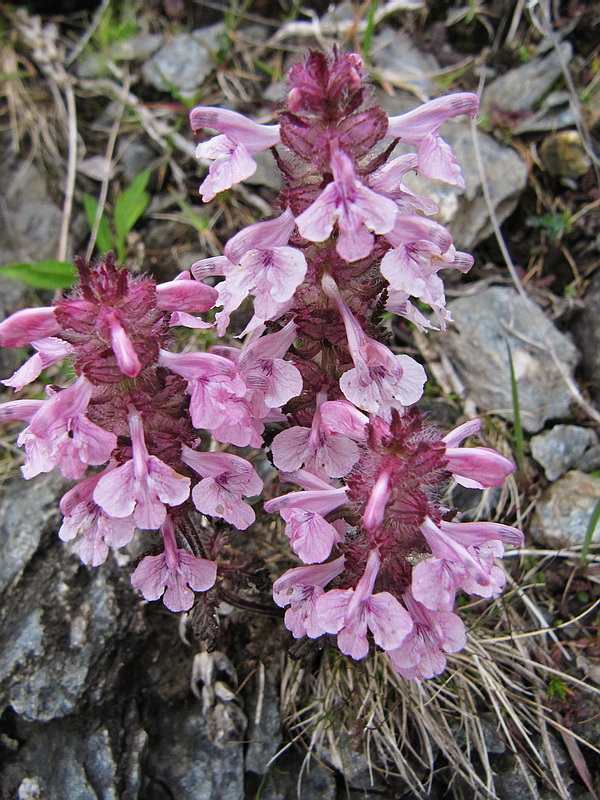 Изображение особи Pedicularis verticillata.