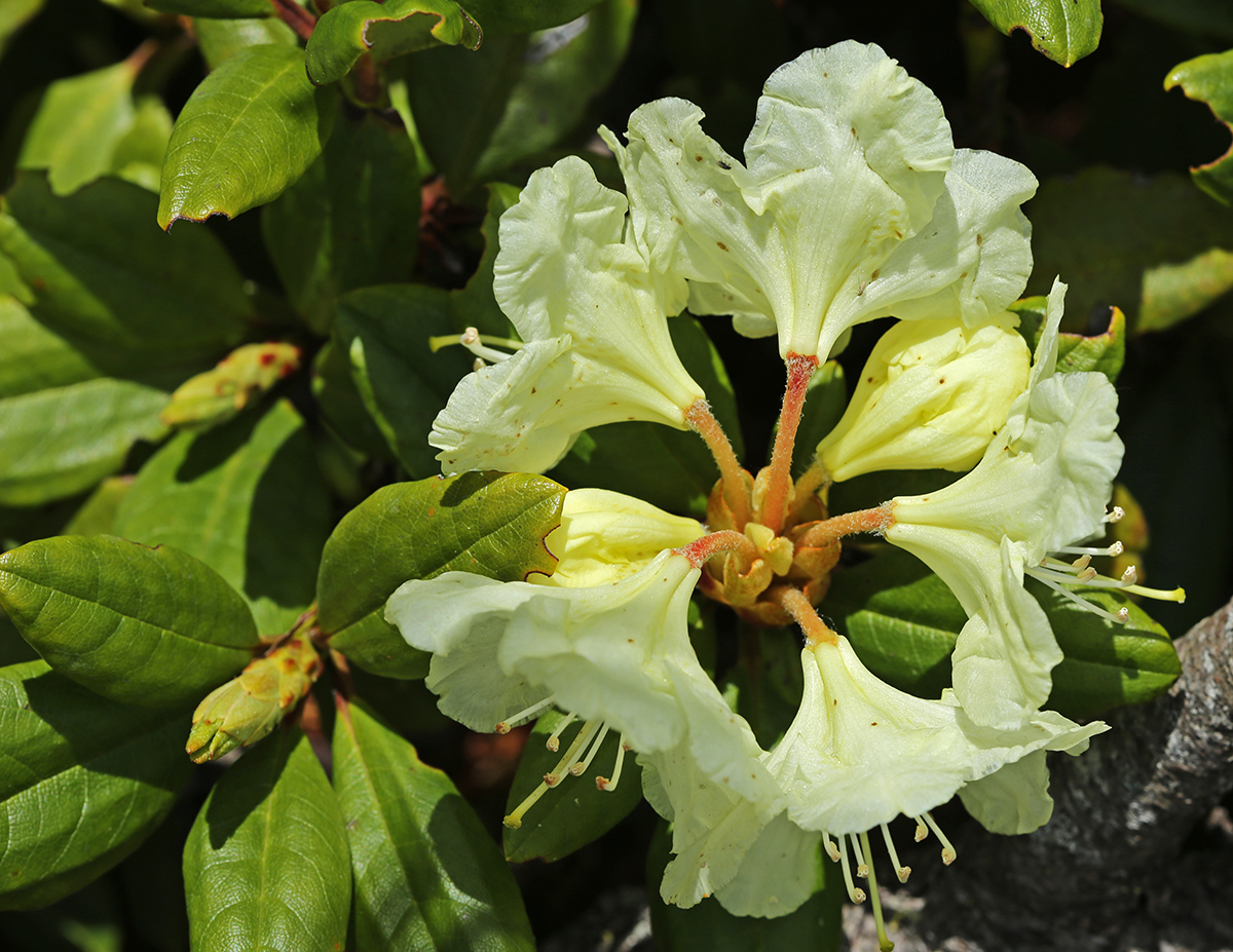 Image of Rhododendron aureum specimen.