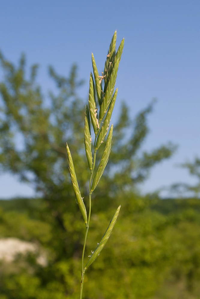 Image of Brachypodium rupestre specimen.