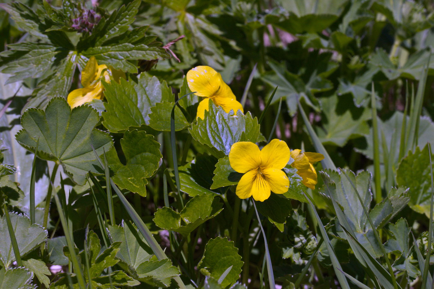 Image of Viola uniflora specimen.