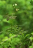 Thalictrum baicalense. Верхняя часть цветущего растения. Приморский край, Шкотовский р-н, окр. с. Многоудобное, в тенистом широколиственном лесу. 31.05.2025.