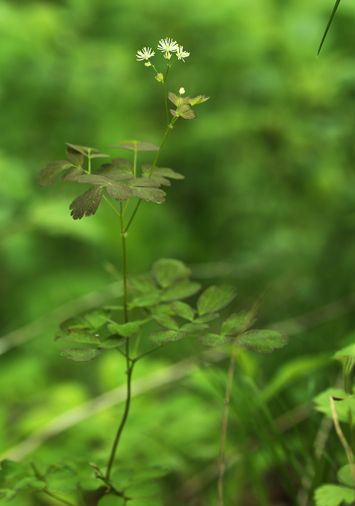 Image of Thalictrum baicalense specimen.