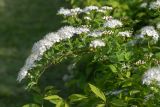 род Spiraea