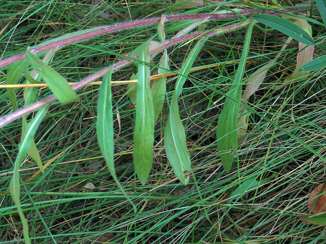 Image of Erigeron podolicus specimen.
