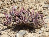 Anabasis truncata