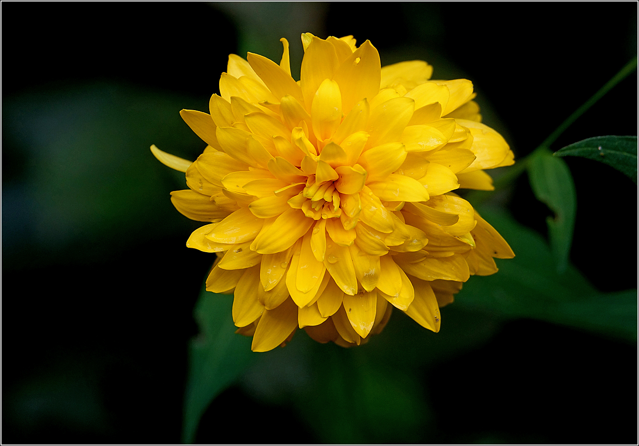 Изображение особи Rudbeckia laciniata var. hortensia.