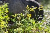 Lathyrus pratensis