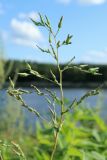 Lactuca serriola. Верхушка общего соцветия. Псковская обл., Псковский р-н, окр. погоста Выбуты, обочина дороги вдоль берега р. Великая, рудеральная растительность с Artemisia vulgaris и Helianthus tuberosus по краю луга на известняке. 02.08.2025.