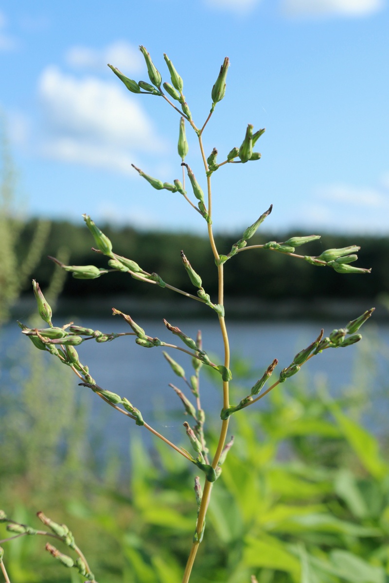 Image of Lactuca serriola specimen.