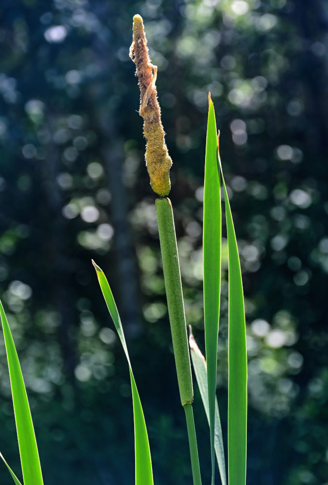 Image of Typha latifolia specimen.