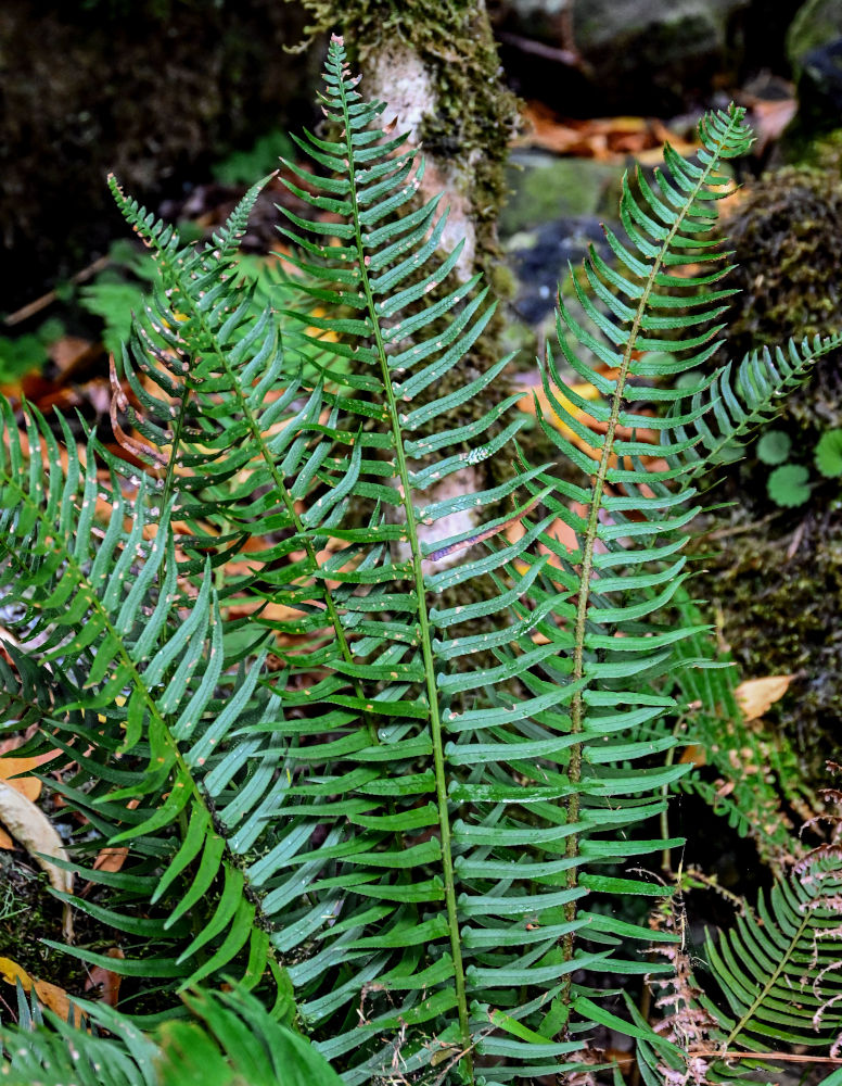 Изображение особи Polystichum falcinellum.