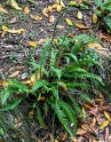 Blechnum spicant
