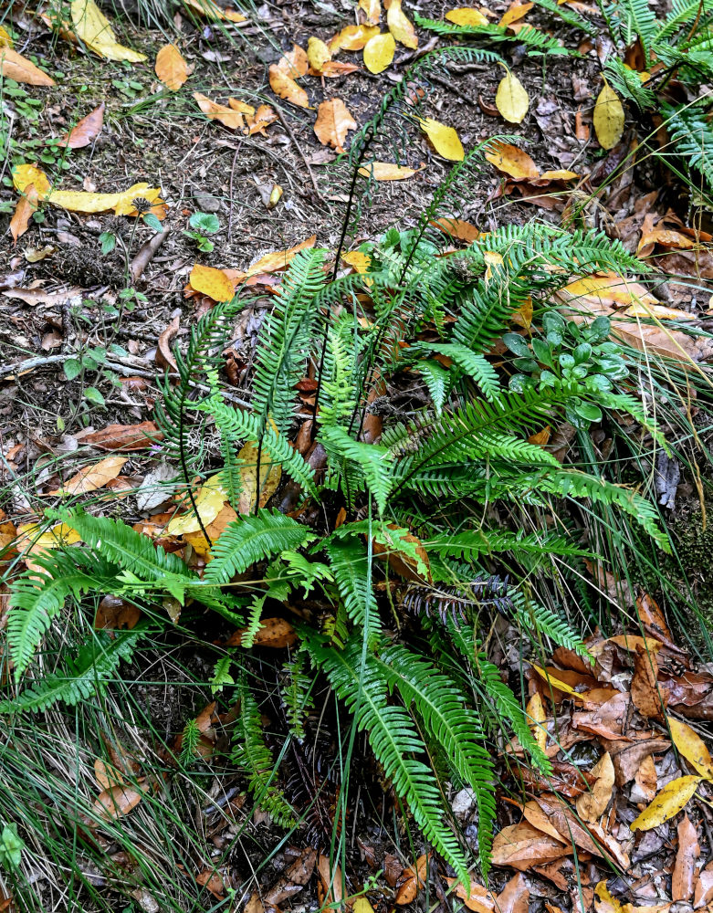 Image of Blechnum spicant specimen.