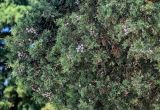 Juniperus chinensis. Верхушки ветвей с незрелыми шишкоягодами. Португалия, округ Сантарен, р-н Фатима, в культуре. 07.08.2025.