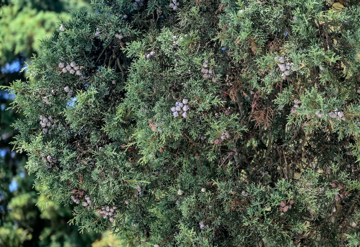 Image of Juniperus chinensis specimen.